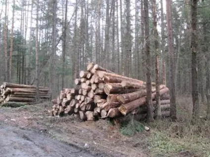 Гниття деревини 1