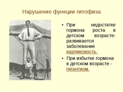 Гіпофіз головного мозку що це таке, де знаходиться, за що відповідає, будова, які гормони (гормони гіпофіза) Гіпофіз головного мозку що це таке, де знаходиться, за що відповідає, будова, які гормони