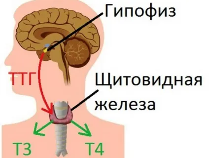 Гіпофіз головного мозку що це таке, де знаходиться, за що відповідає, будова, які гормони (таке) Гіпофіз головного мозку що це таке, де знаходиться, за що відповідає, будова, які гормони