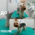 Грумінг на Бабушкінської