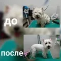 Грумінг на Бабушкінської