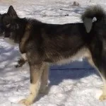 Гренландская собака (фото, відео, опис)
