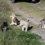 Гренландская собака (фото, відео, опис)