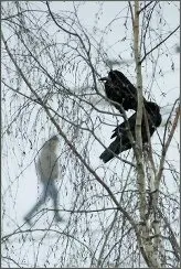 Граки (іван паластров)