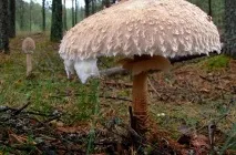 Гриб парасолька опис і фото їстівних і отруйних, як приготувати, де ростуть, відео