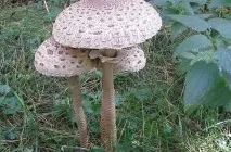 Гриб парасолька опис і фото їстівних і отруйних, як приготувати, де ростуть, відео