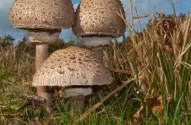 Гриб парасолька опис і фото їстівних і отруйних, як приготувати, де ростуть, відео