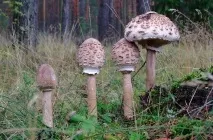 Гриб парасолька опис і фото їстівних і отруйних, як приготувати, де ростуть, відео
