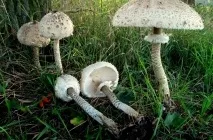 Гриб парасолька опис і фото їстівних і отруйних, як приготувати, де ростуть, відео