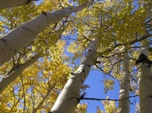 Кажуть рослини, Зоосвіт