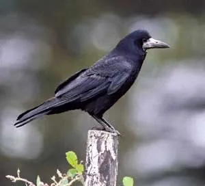 Грач, граки (corvus frugilegus), розмір забарвлення оперення грач, поведінка перелітний птах, корми (граки) Грач, граки (corvus frugilegus), розмір забарвлення оперення грач, поведінка перелітний птах, корми