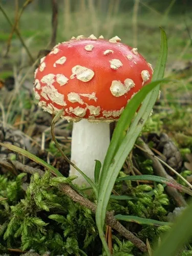 Гриби мої друзі (Олена кор)