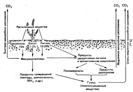 Гумус в грунті, склад гумусу грунту