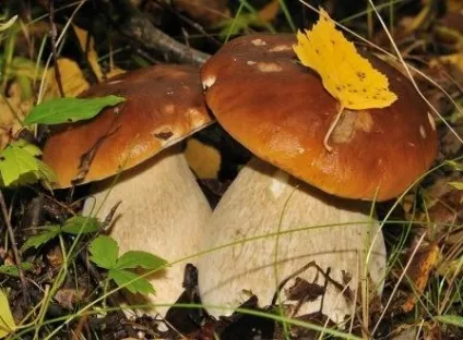 Грибний суп з сушених білих грибів (грибний) Грибний суп з сушених білих грибів