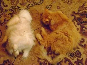 Цікаві випадки з життя кота і собаки, благодійна асоціація захисту тварин (собаки) Цікаві випадки з життя кота і собаки, благодійна асоціація захисту тварин