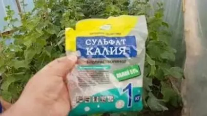 Інструкція з вирощування огірків (інструкція по вирощуванню огірків) Інструкція з вирощування огірків