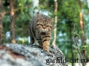 Історія породи, british shorthair cattery (shorthair) Історія породи, british shorthair cattery