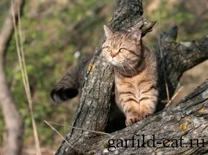 Історія породи, british shorthair cattery (cattery) Історія породи, british shorthair cattery