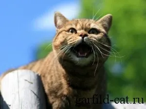Історія породи, british shorthair cattery (british) Історія породи, british shorthair cattery