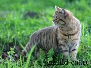 Історія породи, british shorthair cattery (cattery) Історія породи, british shorthair cattery