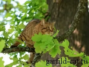 Історія породи, british shorthair cattery (cattery) Історія породи, british shorthair cattery