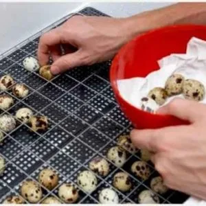 З яких підручних засобів можна виготовити інкубатор для перепелів