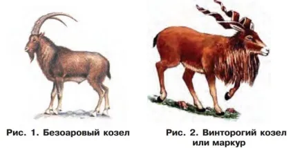 Історія одомашнення кіз, аграрний сектор