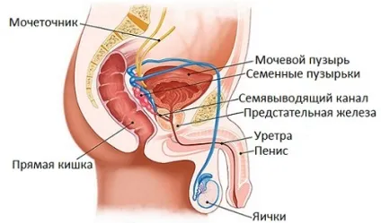 Якісне лікування простатиту у чоловіків в домашніх умовах (лікування) Якісне лікування простатиту у чоловіків в домашніх умовах