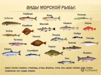 Яка риба є морський