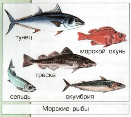 Яка риба є морський