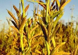 Натуральні інгредієнти для домашньої косметики гуарова камедь для приготування зволожуючих гелів (косметики) Натуральні інгредієнти для домашньої косметики гуарова камедь для приготування зволожуючих гелів
