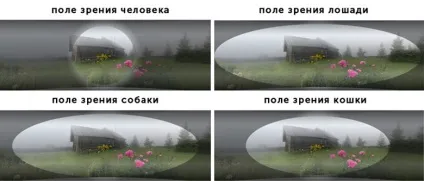 Неймовірне зір у тварин (неймовірне) Неймовірне зір у тварин