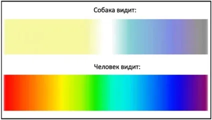 Неймовірне зір у тварин (зір) Неймовірне зір у тварин