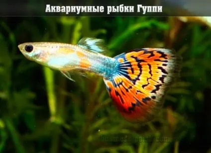 Нове блюдо - піца в стаканчику (стаканчику) Нове блюдо - піца в стаканчику