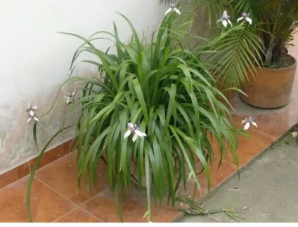 Неомаріка - види, догляд, розмноження, greenhome (розмноження) Неомаріка - види, догляд, розмноження, greenhome