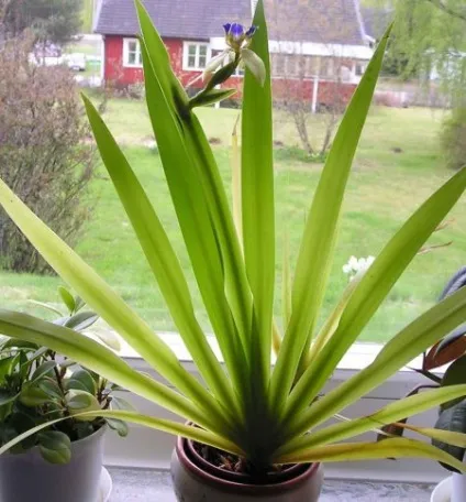 Неомаріка - види, догляд, розмноження, greenhome (крокуючий ірис) Неомаріка - види, догляд, розмноження, greenhome