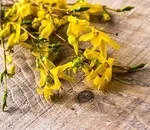 Як і коли обрізається форзиція (як і коли обрізається форзиція) Як і коли обрізається форзиція