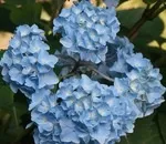 Як і коли обрізається форзиція (декоративні чагарники) Як і коли обрізається форзиція