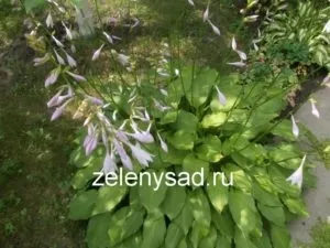 Як і коли ділити хосту