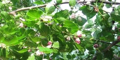 Як і коли можна найкращим чином прищепити шовковицю відповіді експертів