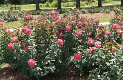 Як і чим підживити нарциси до періоду цвітіння і після які добрива використовувати