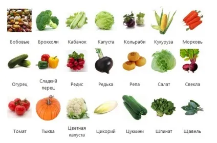 Які овочі можна давати папузі хвилястому (овочі) Які овочі можна давати папузі хвилястому