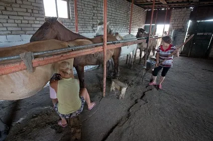 Як доять кобилу 10 цікавих фактів, фото, відео-свій будиночок в селі (кобилу) Як доять кобилу 10 цікавих фактів, фото, відео-свій будиночок в селі