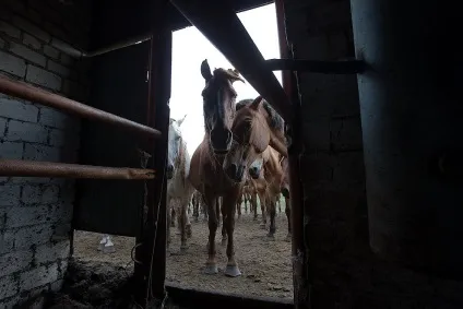 Як доять кобилу 10 цікавих фактів, фото, відео-свій будиночок в селі (кобилу) Як доять кобилу 10 цікавих фактів, фото, відео-свій будиночок в селі