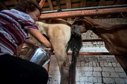 Як доять кобилу 10 цікавих фактів, фото, відео-свій будиночок в селі (доять) Як доять кобилу 10 цікавих фактів, фото, відео-свій будиночок в селі
