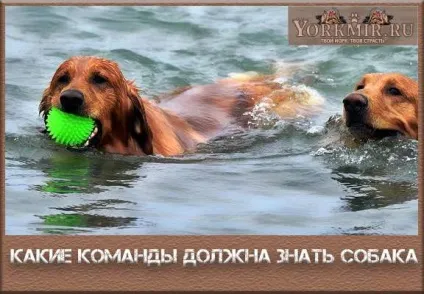 Які команди повинна знати собака, основні і додаткові (знати) Які команди повинна знати собака, основні і додаткові