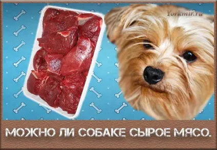 Яким м'ясом годувати собаку (собакам) Яким м'ясом годувати собаку