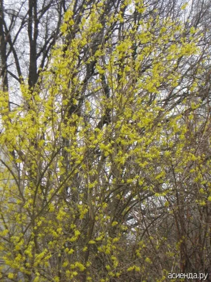 Як і коли обрізається форзиція (питання і відповіді) Як і коли обрізається форзиція