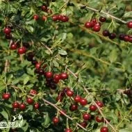 Як позбутися від жука короїда