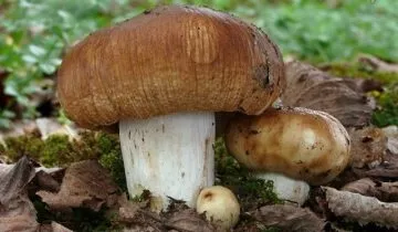 Як маринувати бички гриби щоб були смачні (були) Як маринувати бички гриби щоб були смачні